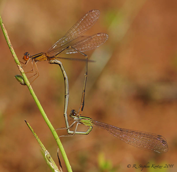 Enallagma signatum, mating pair